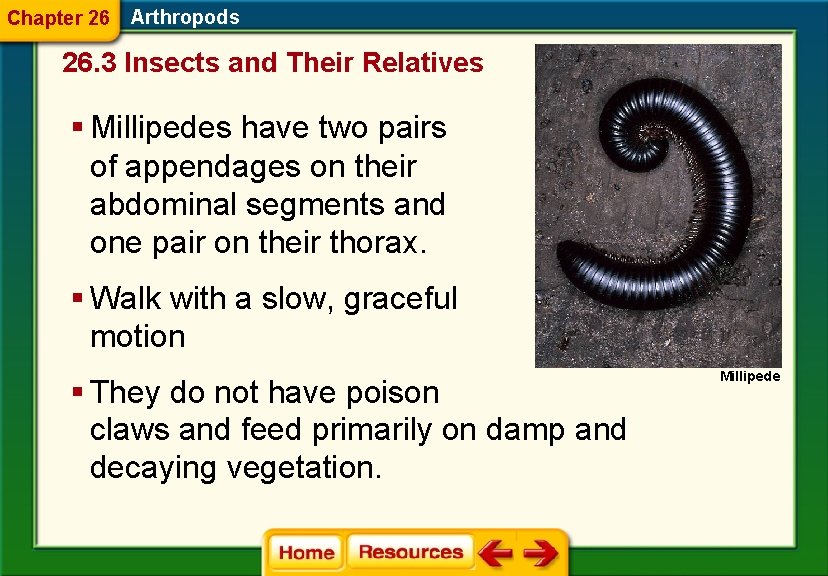 Chapter 26 Arthropods 26. 3 Insects and Their Relatives § Millipedes have two pairs
