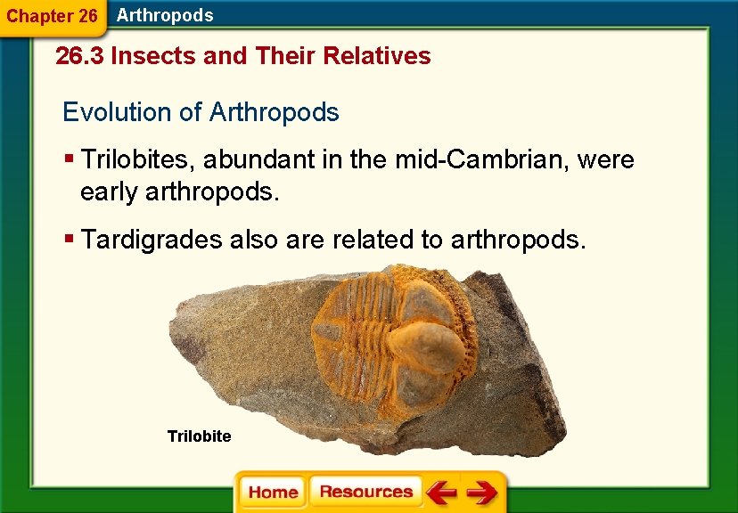Chapter 26 Arthropods 26. 3 Insects and Their Relatives Evolution of Arthropods § Trilobites,