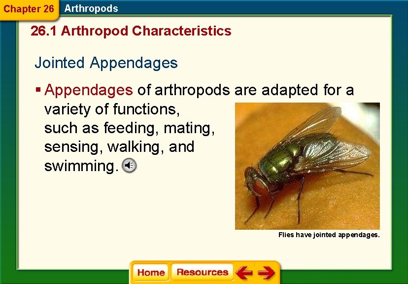 Chapter 26 Arthropods 26. 1 Arthropod Characteristics Jointed Appendages § Appendages of arthropods are