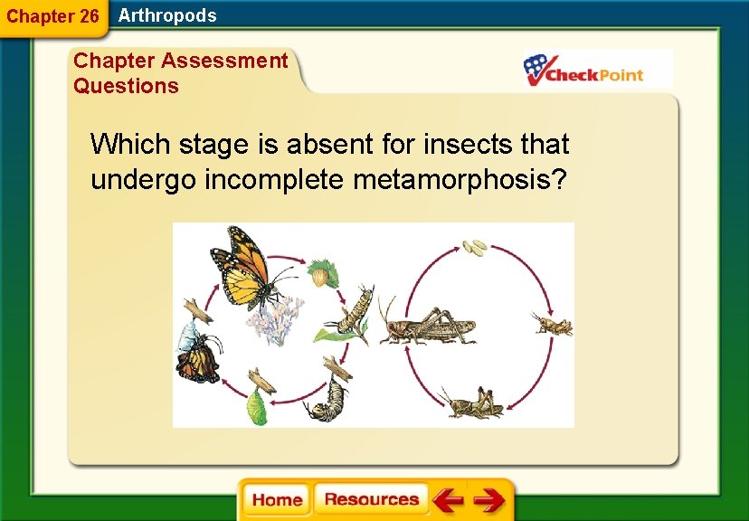 Chapter 26 Arthropods Chapter Assessment Questions Which stage is absent for insects that undergo