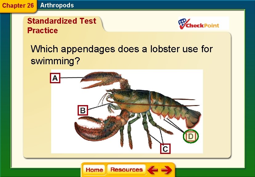 Chapter 26 Arthropods Standardized Test Practice Which appendages does a lobster use for swimming?