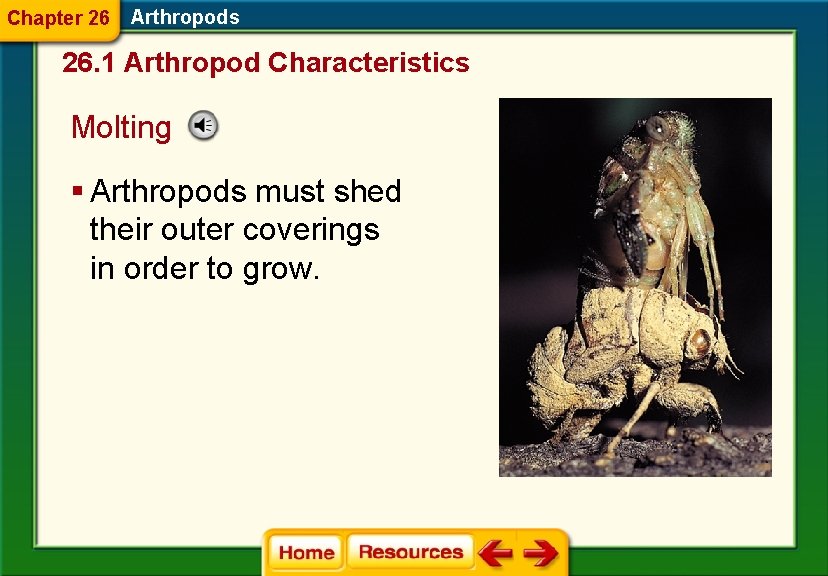Chapter 26 Arthropods 26. 1 Arthropod Characteristics Molting § Arthropods must shed their outer