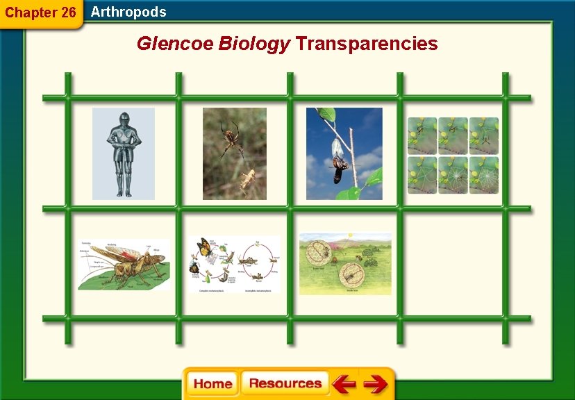Chapter 26 Arthropods Glencoe Biology Transparencies 