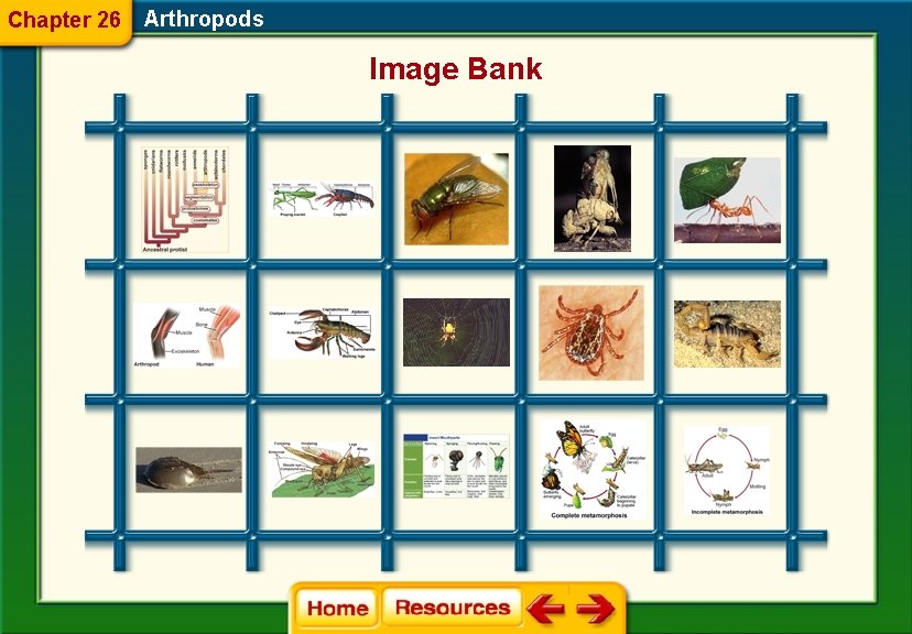 Chapter 26 Arthropods Image Bank 