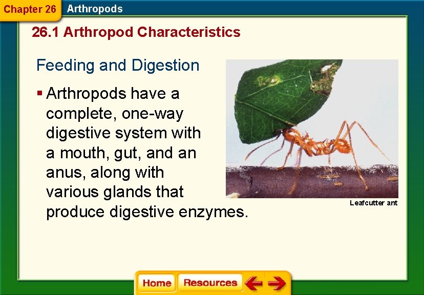 Chapter 26 Arthropods 26. 1 Arthropod Characteristics Feeding and Digestion § Arthropods have a