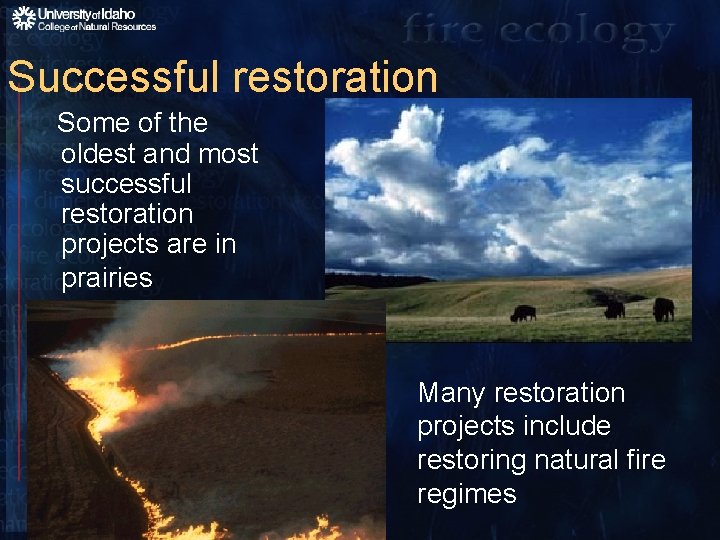 Successful restoration Some of the oldest and most successful restoration projects are in prairies