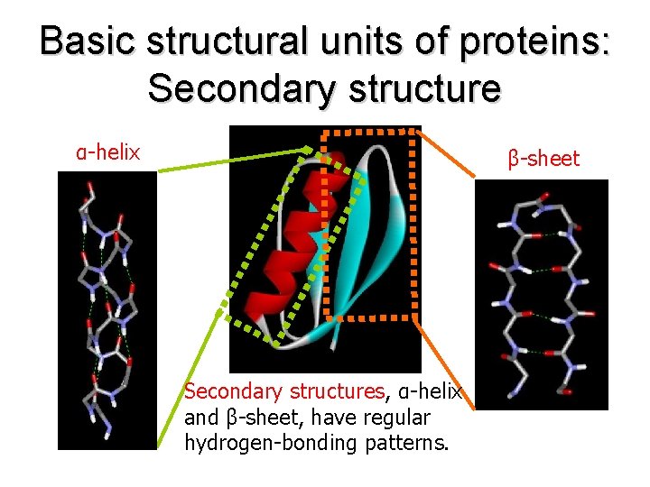 Basic structural units of proteins: Secondary structure α-helix β-sheet Secondary structures, α-helix and β-sheet,