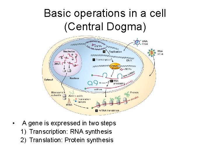 Basic operations in a cell (Central Dogma) • A gene is expressed in two
