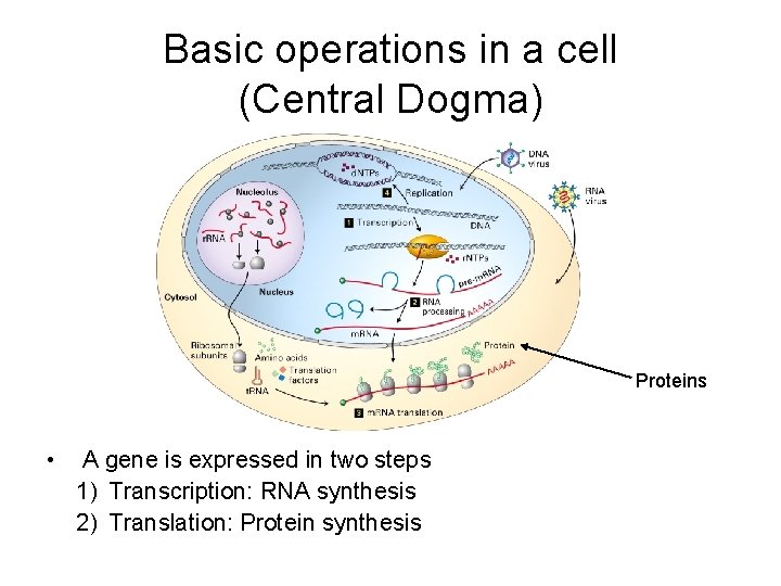 Basic operations in a cell (Central Dogma) Proteins • A gene is expressed in