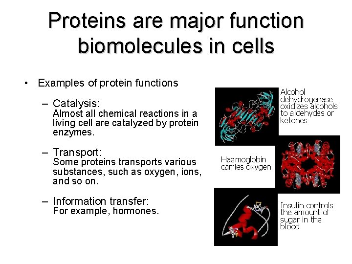 Proteins are major function biomolecules in cells • Examples of protein functions Alcohol dehydrogenase