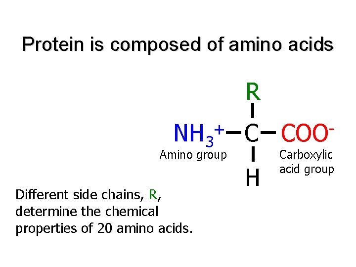 Protein is composed of amino acids R NH 3 + C Amino group Different
