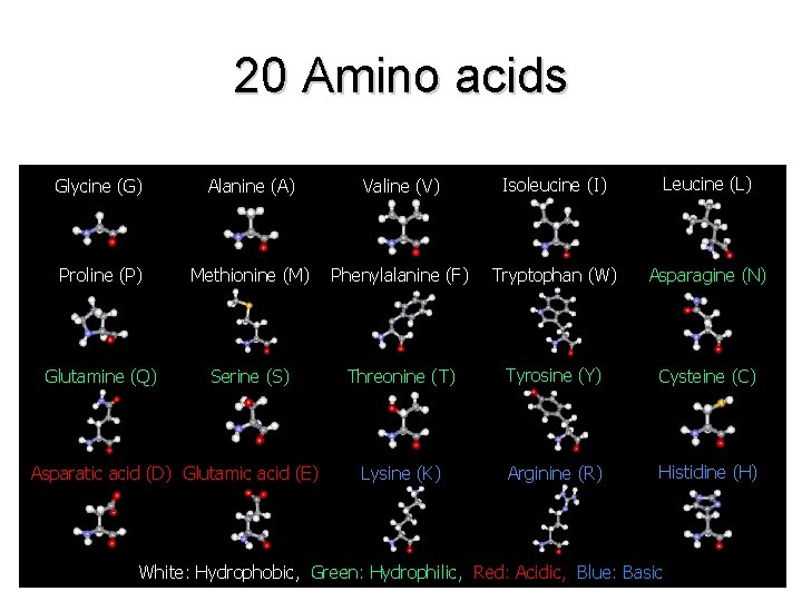 20 Amino acids Glycine (G) Alanine (A) Valine (V) Isoleucine (I) Leucine (L) Proline
