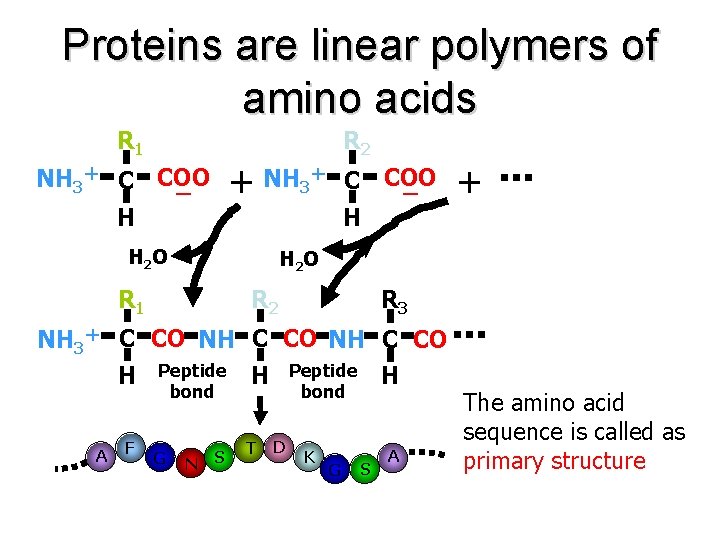 Proteins are linear polymers of amino acids R 1 R 2 NH 3＋ C