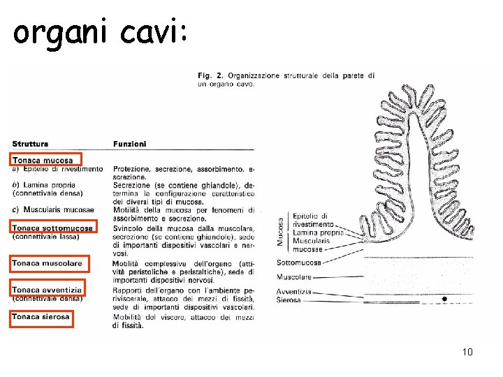 organi cavi: 10 