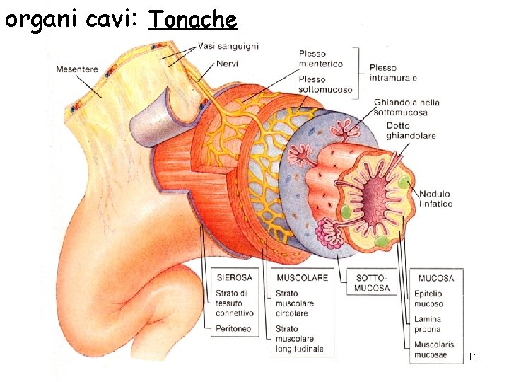 organi cavi: Tonache 11 