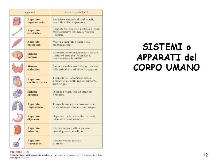 SISTEMI o APPARATI del CORPO UMANO 12 