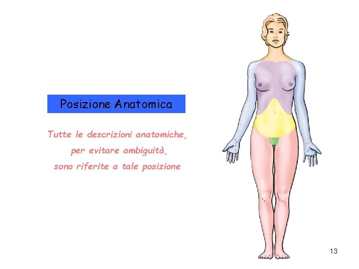 Posizione Anatomica Tutte le descrizioni anatomiche, per evitare ambiguità, sono riferite a tale posizione