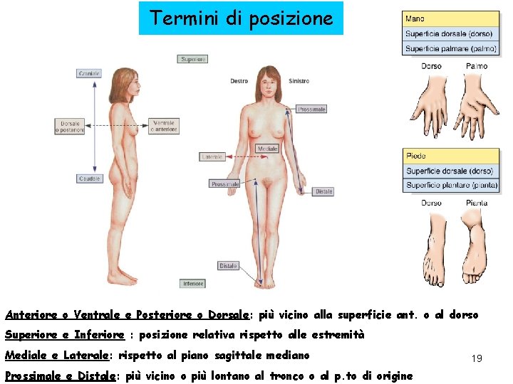 Termini di posizione Anteriore o Ventrale e Posteriore o Dorsale: più vicino alla superficie
