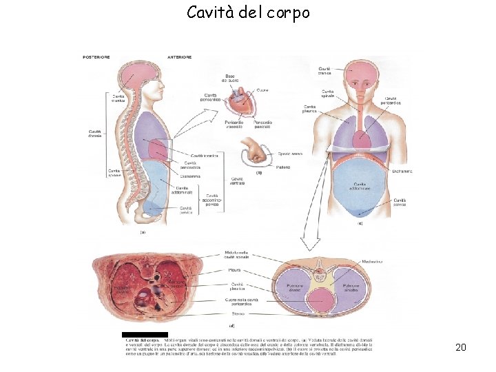Cavità del corpo 20 