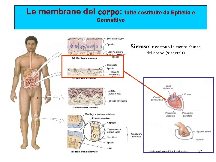 Le membrane del corpo: tutte costituite da Epitelio e Connettivo Sierose: rivestono le cavità