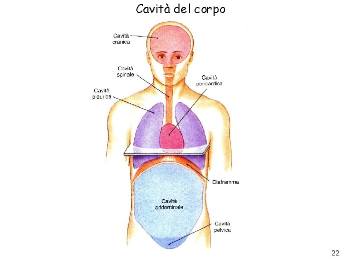 Cavità del corpo 22 