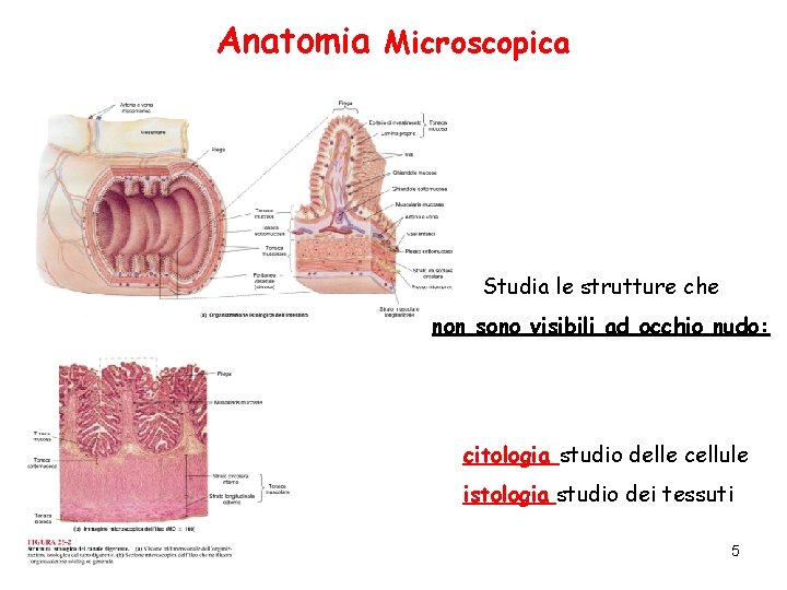 Anatomia Microscopica Studia le strutture che non sono visibili ad occhio nudo: citologia studio