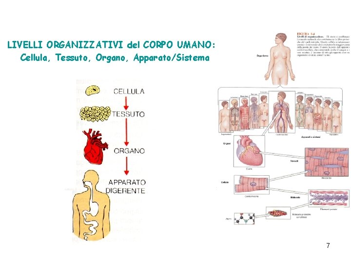 LIVELLI ORGANIZZATIVI del CORPO UMANO: Cellula, Tessuto, Organo, Apparato/Sistema 7 