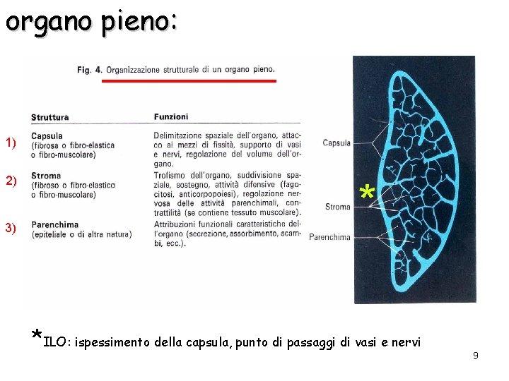 organo pieno: 1) 2) 3) * *ILO: ispessimento della capsula, punto di passaggi di