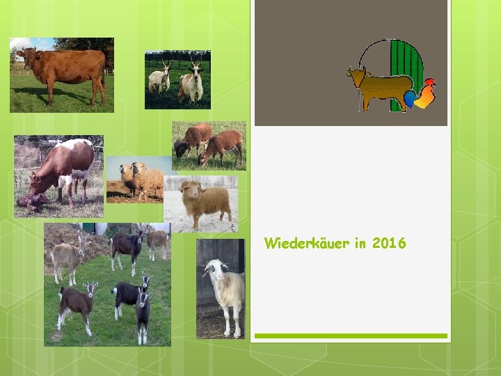 Wiederkäuer in 2016 