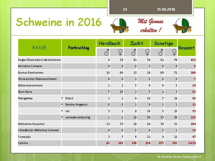 24 31 -05 -2016 Schweine in 2016 RASSE Herdbuch Farbschlag Zucht Sonstige Gesamt ♂