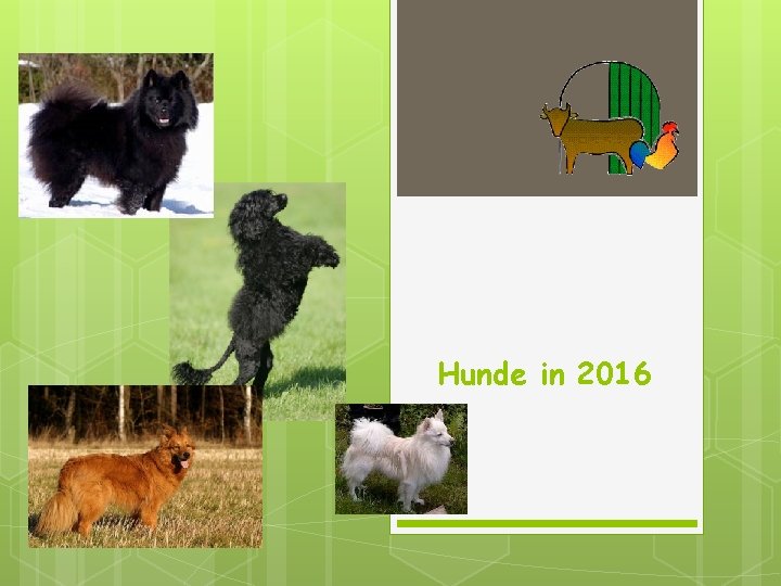 Hunde in 2016 