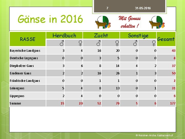 7 31 -05 -2016 Gänse in 2016 RASSE Herdbuch Zucht Sonstige Gesamt ♂ ♀