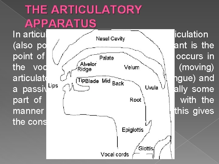 THE ARTICULATORY APPARATUS In articulatory phonetics, the place of articulation (also point of articulation)
