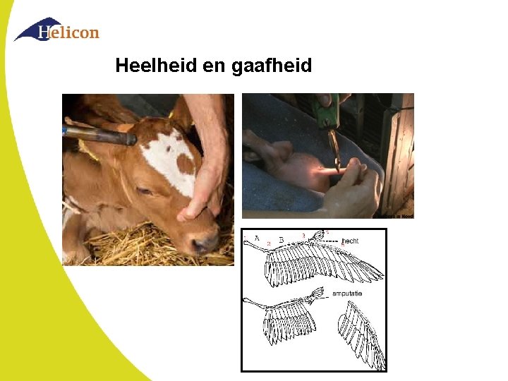 Heelheid en gaafheid 