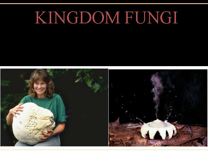 KINGDOM FUNGI 