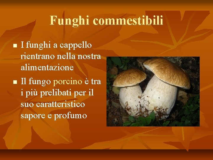 Funghi commestibili I funghi a cappello rientrano nella nostra alimentazione Il fungo porcino è