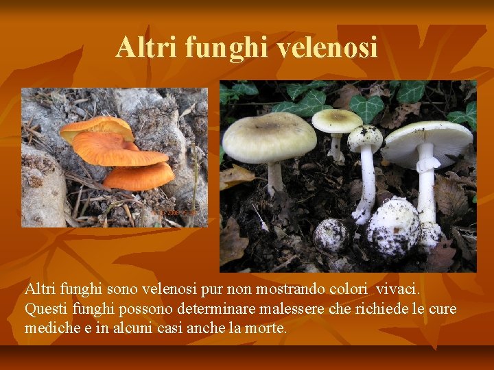 Altri funghi velenosi Altri funghi sono velenosi pur non mostrando colori vivaci. Questi funghi