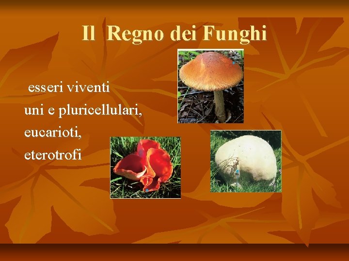 Il Regno dei Funghi esseri viventi uni e pluricellulari, eucarioti, eterotrofi 