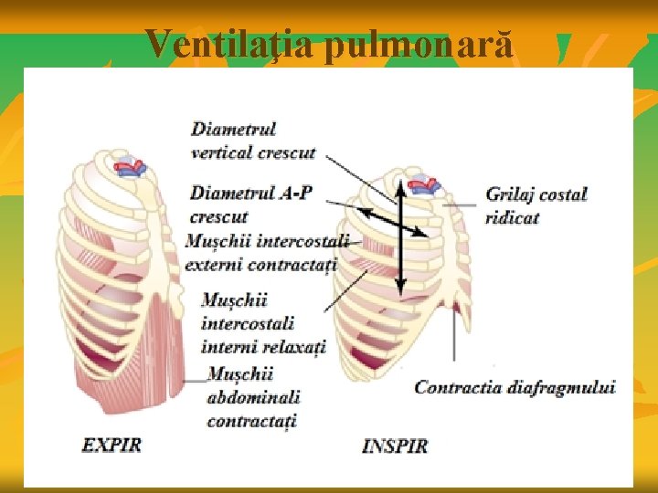 Ventilaţia pulmonară 