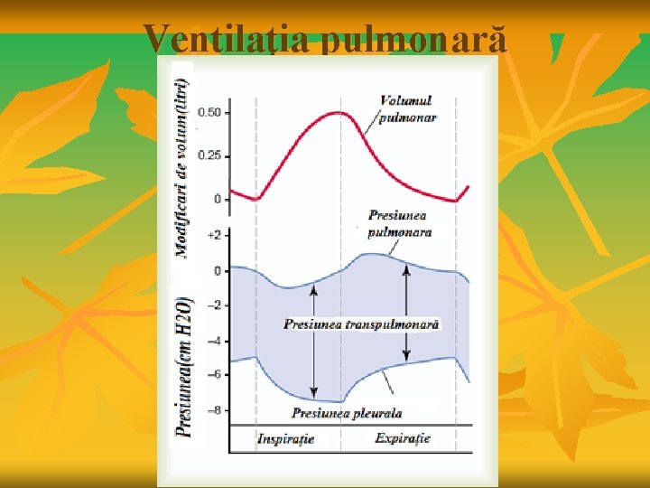 Ventilaţia pulmonară 