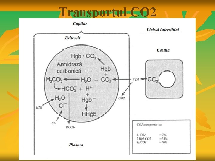 Transportul CO 2 