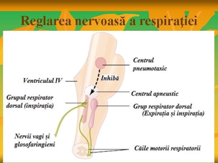 Reglarea nervoasă a respiraţiei 
