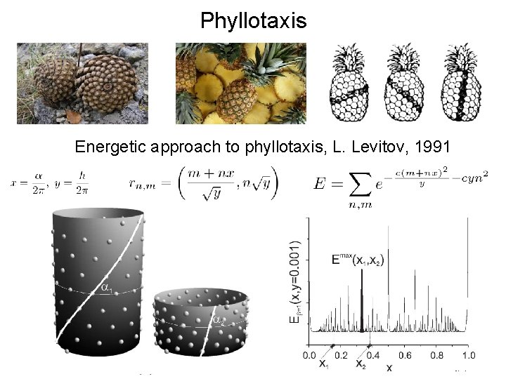 Phyllotaxis Energetic approach to phyllotaxis, L. Levitov, 1991 