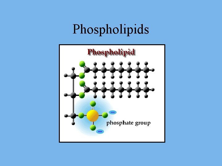 Phospholipids 
