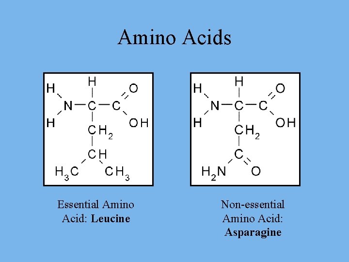 Amino Acids Essential Amino Acid: Leucine Non-essential Amino Acid: Asparagine 