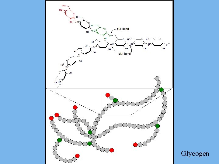 Glycogen 