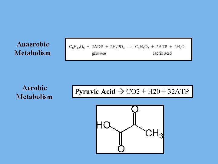 Anaerobic Metabolism Aerobic Metabolism Pyruvic Acid CO 2 + H 20 + 32 ATP