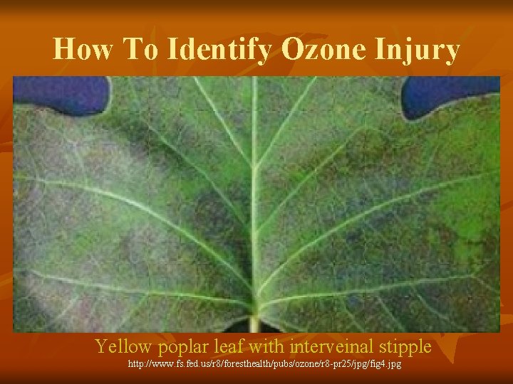 How To Identify Ozone Injury a) The typical symptom of ozone is an upper