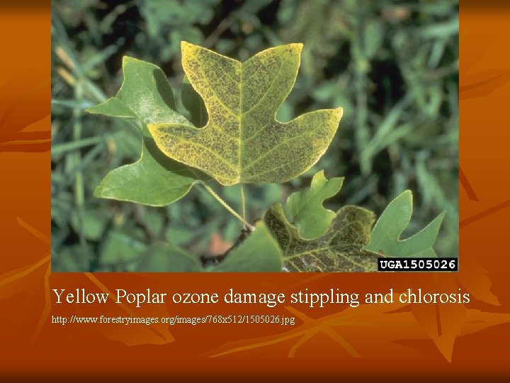 Yellow Poplar ozone damage stippling and chlorosis http: //www. forestryimages. org/images/768 x 512/1505026. jpg