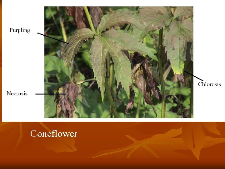 Coneflower 